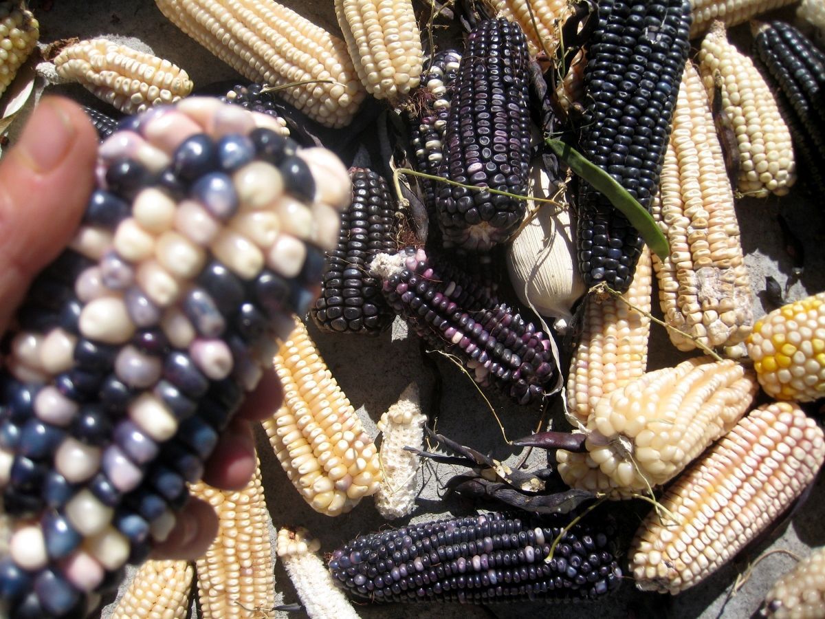 Blue corn drying